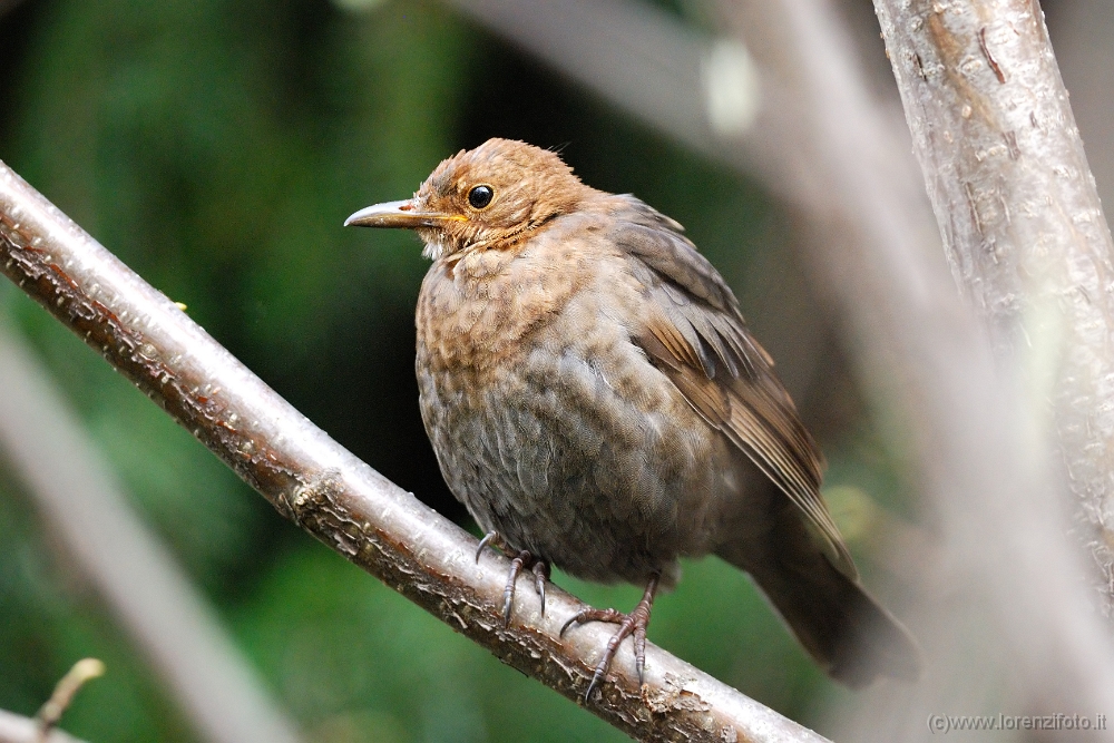 05902 Turdus merula (Merlo, giovane).jpg